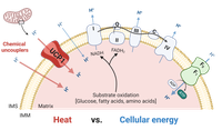 Heat vs cellular energy.png