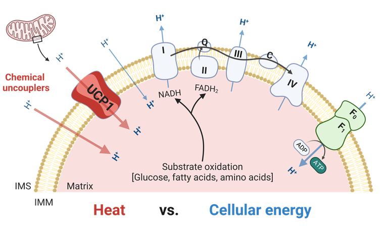 Heat vs cellular energy.png