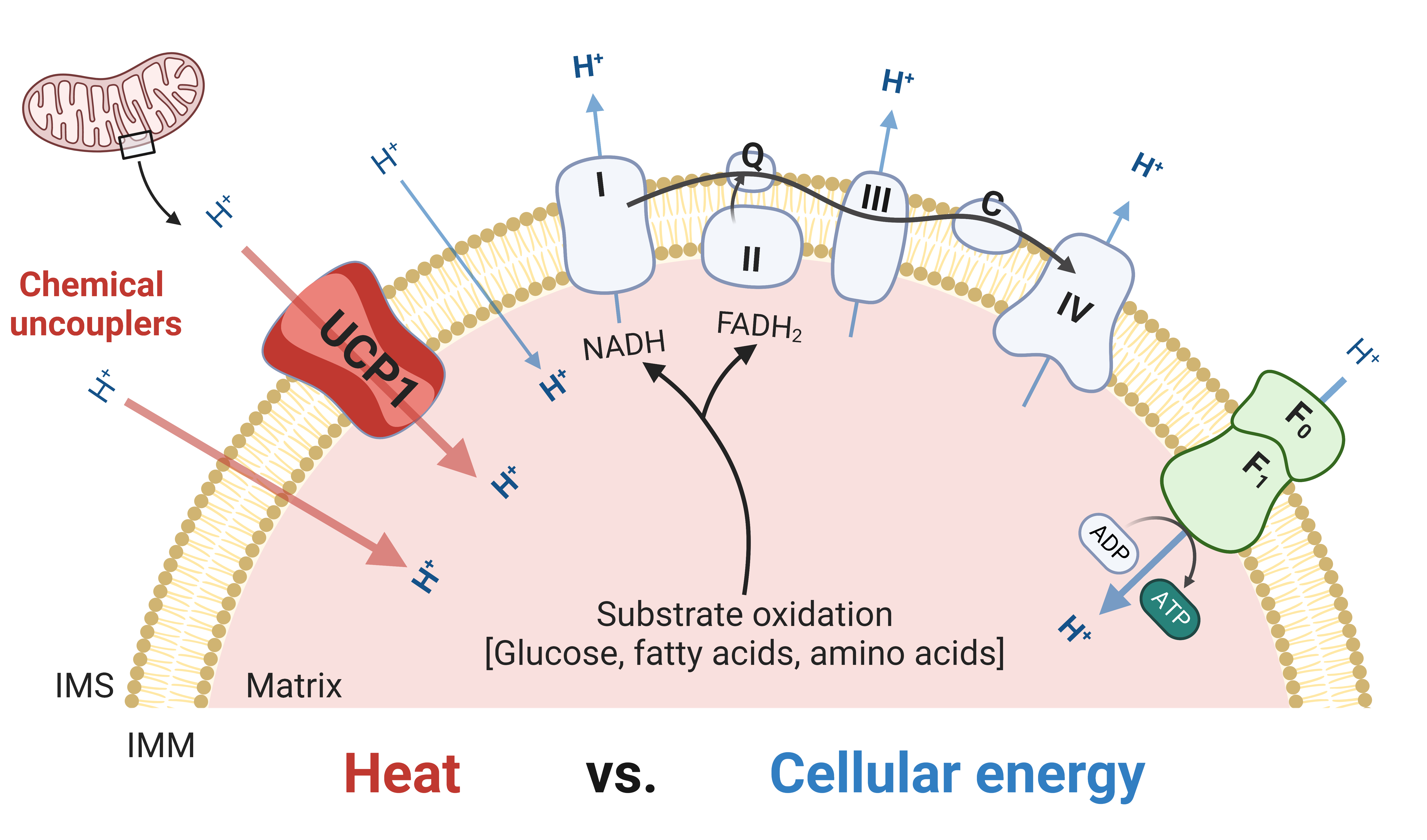 Heat vs cellular energy.png