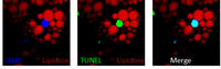 Niemann et al.png