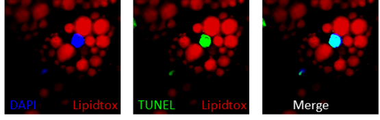 Niemann et al.png